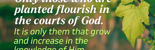 Of Being Planted
